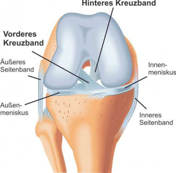 kreuzband-anatomie-ad0db6fa