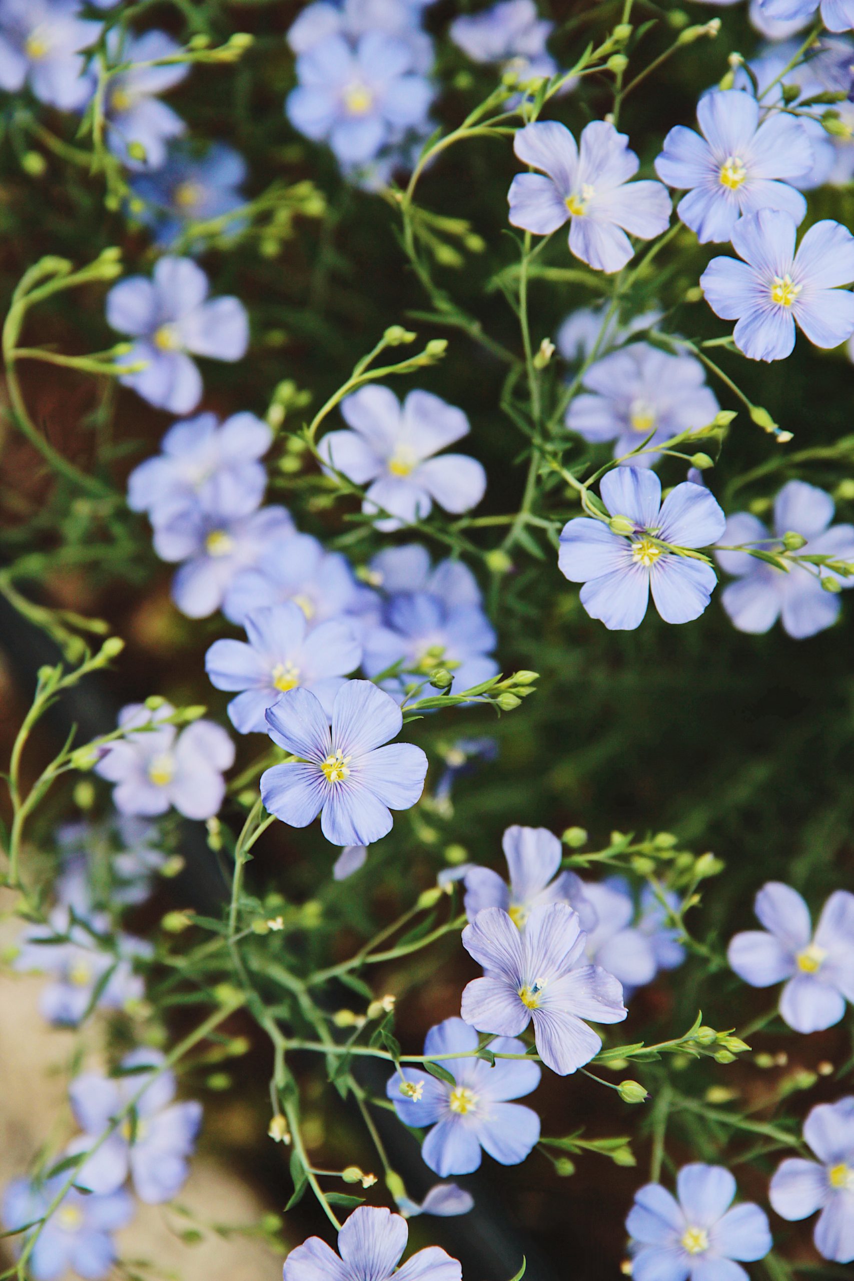 the-flax-flowers-47BHL5R